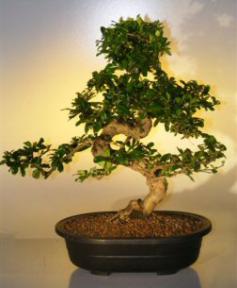 Fukien Tea  Bonsai Tree <br><i>(ehretia microphylla)</i>