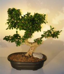 Fukien Tea  Bonsai Tree <br><i>(ehretia microphylla)</i>