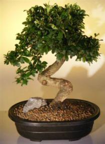 Fukien Tea  Bonsai Tree <br><i>(ehretia microphylla)</i>