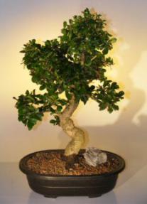 Fukien Tea  Bonsai Tree <br><i>(ehretia microphylla)</i>