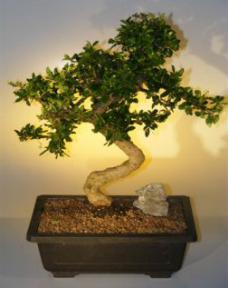 Fukien Tea  Bonsai Tree <br><i>(ehretia microphylla)</i>