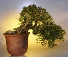 Chinese Elm Bonsai Tree Cascade Style<br><i>(ulmus parvifolia)</i>