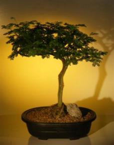 Brazilian Raintree Bonsai Tree <br><i>(pithecellobium tortum)</i>