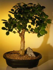 Green Emerald Ficus Bonsai Tree<br><i>(ficus microcarpa)</i>