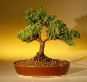 Juniper Bonsai Tree - Trained<br><i>(juniper procumbens nana)</i>