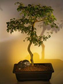 Flowering Brazilian Raintree Bonsai Tree <br><i>(pithecellobium tortum)</i>