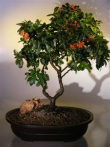 Pyracantha  Bonsai Tree <br><i>(pyracantha 'mohave')</i>