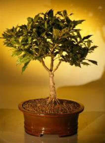 Osmanthus<br>(Japanese False Holly)<br>