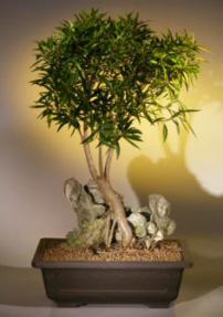 Willow Leaf Ficus Bonsai Tree - Root over Rock <br><i>(ficus nerifolia/salicafolia) </i>