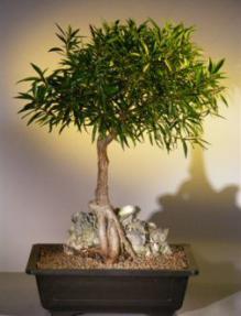 Willow Leaf Ficus Bonsai Tree - Root over Rock <br><i>(ficus nerifolia/salicafolia) </i>