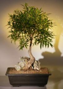 Willow Leaf Ficus Bonsai Tree - Root over Rock <br><i>(ficus nerifolia/salicafolia) </i>