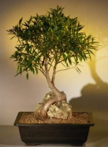 Willow Leaf Ficus Bonsai Tree - Root over Rock <br><i>(ficus nerifolia/salicafolia) </i>