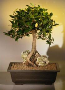 Green Emerald Ficus Bonsai Tree-Root over Rock<br><i>(ficus microcarpa)</i>