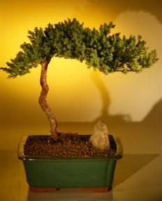 Juniper Bonsai Tree <br><i>(juniper procumbens nana)</i>