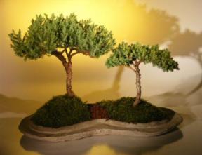 Juniper Bonsai Tree <br>Double Planting On A Rock Slab<br><i>(juniper procumbens nana)</i>