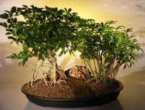 Variegated Hawaiian Umbrella Bonsai Tree <br>Banyan Style - Double Planting<br> (<i>arboricola schefflera</i>)