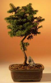 Dwarf Balsam Fir - 8