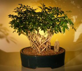 Hawaiian Umbrella Bonsai Tree <br>Banyan Style<br> (<i>arboricola schefflera</i>)