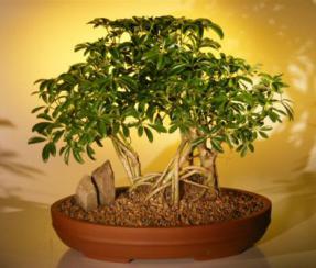 Hawaiian Umbrella Bonsai Tree <br>Banyan Style<br> (<i>arboricola schefflera</i>)