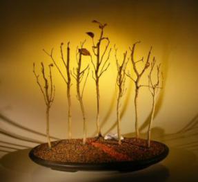 Copper  Beech Bonsai Tree<br><i>(fagus sylvatica 'purpurea')</i>