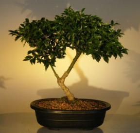 Holly Bonsai Tree - Dwarf Ilex 