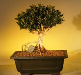 Boxwood Bonsai Tree<br><i>(buxus semporvirens)</i>