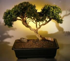 Japanese Kingsville Boxwood  Bonsai Tree<br><i>(buxus microphylla 'compacta')</i>