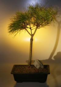 Japanese Red Pine Bonsai Tree<br><i>(pinus densifolia)</i>