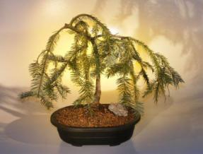 Weeping Lebanon Cedar Bonsai Tree<br><i>(cedrus libani pendula)</i>