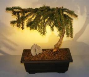 Weeping Lebanon Cedar Bonsai Tree<br><i>(cedrus libani )</i>