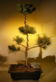 White Pine Bonsai Tree - Pom Pom Style<br><i>(pinus parviflora 'bergman')</i>