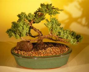 Juniper Karate Kid Bonsai Tree<br><i>(juniper procumbens nana)</i>