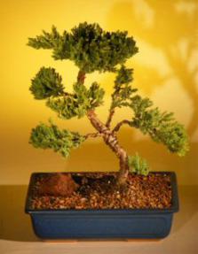 Juniper Bonsai Tree<br><i>(juniper procumbens nana)</i>