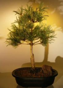 White Pine Bonsai Tree <br><i>(pinus parviflora 'bergman')</i>