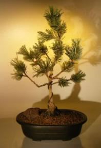 White Pine Bonsai Tree <br><i>(pinus parviflora 'bergman')</i>