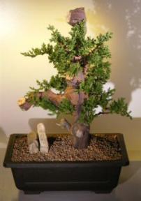 Juniper Bonsai Tree - Phoenix Graft<br><i>(juniper procumbens nana)</i>