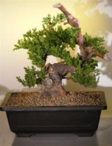 Juniper Bonsai Tree - Phoenix Graft<br><i>(juniper procumbens nana)</i>