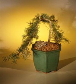 Weeping Hemlock Bonsai Tree<br><i>(heterophylla thorsen)</i>