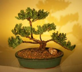 Juniper Bonsai Tree<br><i>(juniper procumbens 'nana')</i>