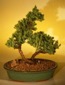 Juniper Bonsai Tree<br><i>(juniper procumbens 'nana')</i>