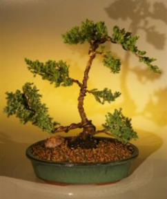 Juniper Bonsai Tree<br><i>(juniper procumbens 'nana')</i>