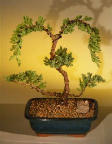 Juniper Bonsai Tree<br><i>(juniper procumbens 'nana')</i>