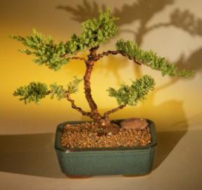 Juniper Bonsai Tree<br><i>(juniper procumbens 'nana')</i>