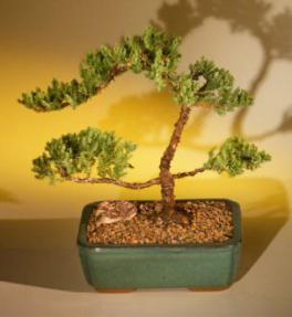 Juniper Bonsai Tree<br><i>(juniper procumbens 'nana')</i>