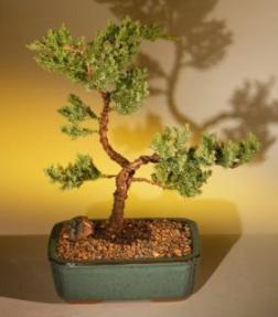 Juniper Bonsai Tree<br>(juniper procumbens 'nana'