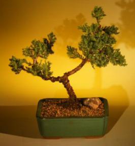 Juniper Bonsai Tree<br>(juniper procumbens 'nana'