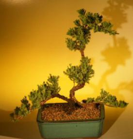 Juniper Bonsai Tree<br>(juniper procumbens 'nana'