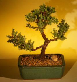 Juniper Bonsai Tree<br>(juniper procumbens 'nana'