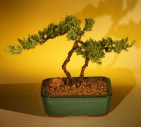 Juniper Bonsai Tree<br>(juniper procumbens 'nana'