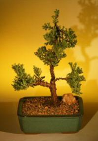 Juniper Bonsai Tree<br>(juniper procumbens 'nana'